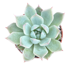 Echeveria cuspidata var. cuspidata
