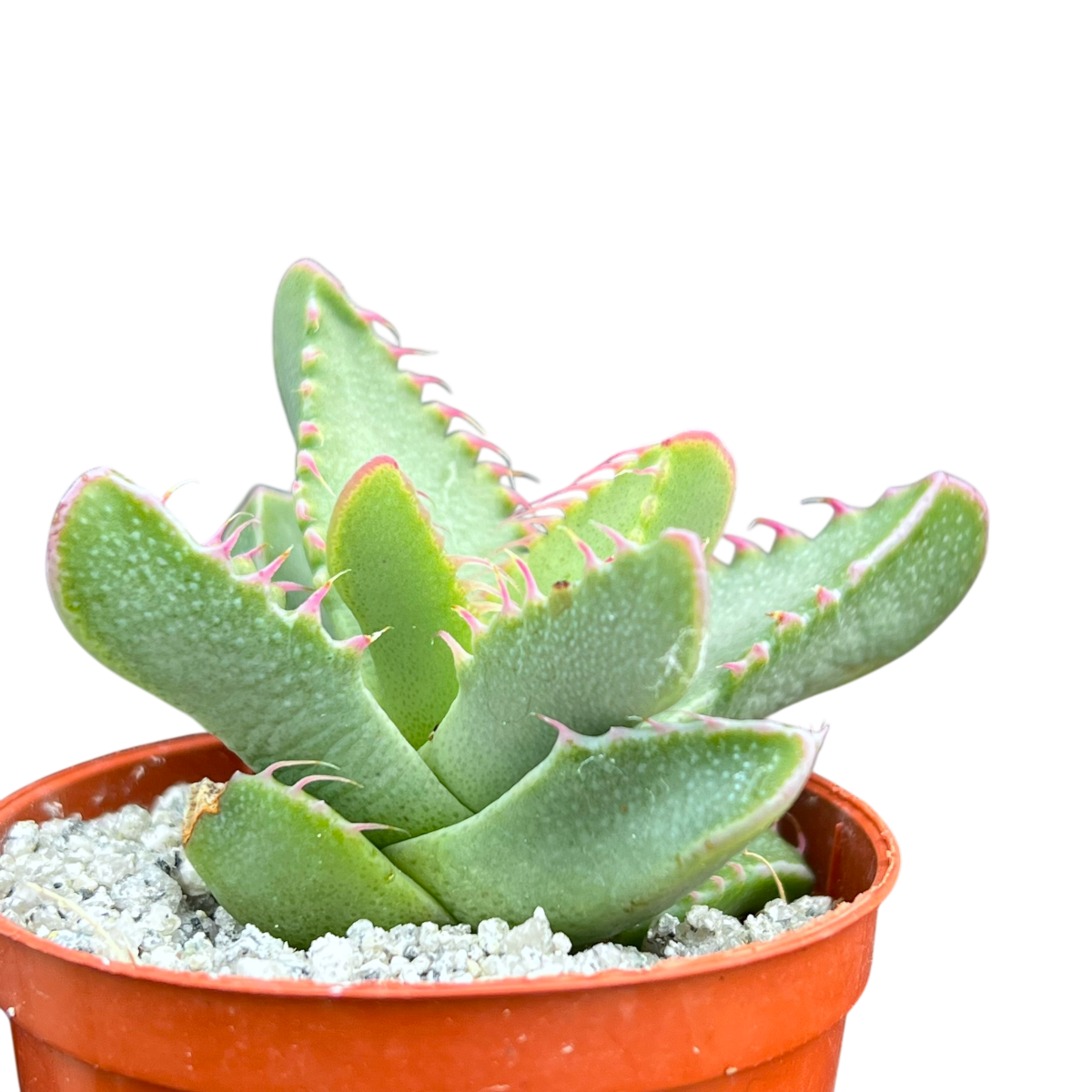 Faucaria britteniae