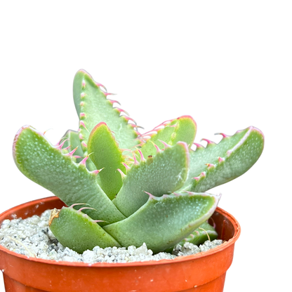 Faucaria britteniae