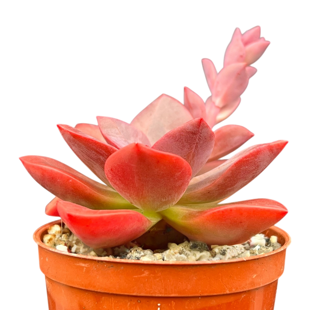 Echeveria 'Chroma'
