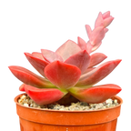 Echeveria 'Chroma'