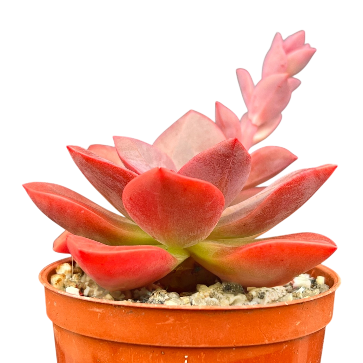 Echeveria 'Chroma'