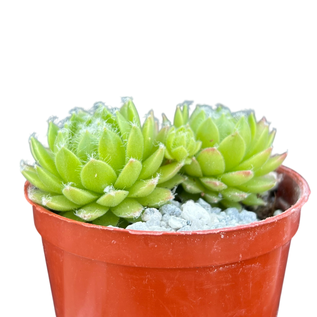 Sempervivum 'Zilver Moon'