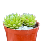 Sempervivum 'Zilver Moon'