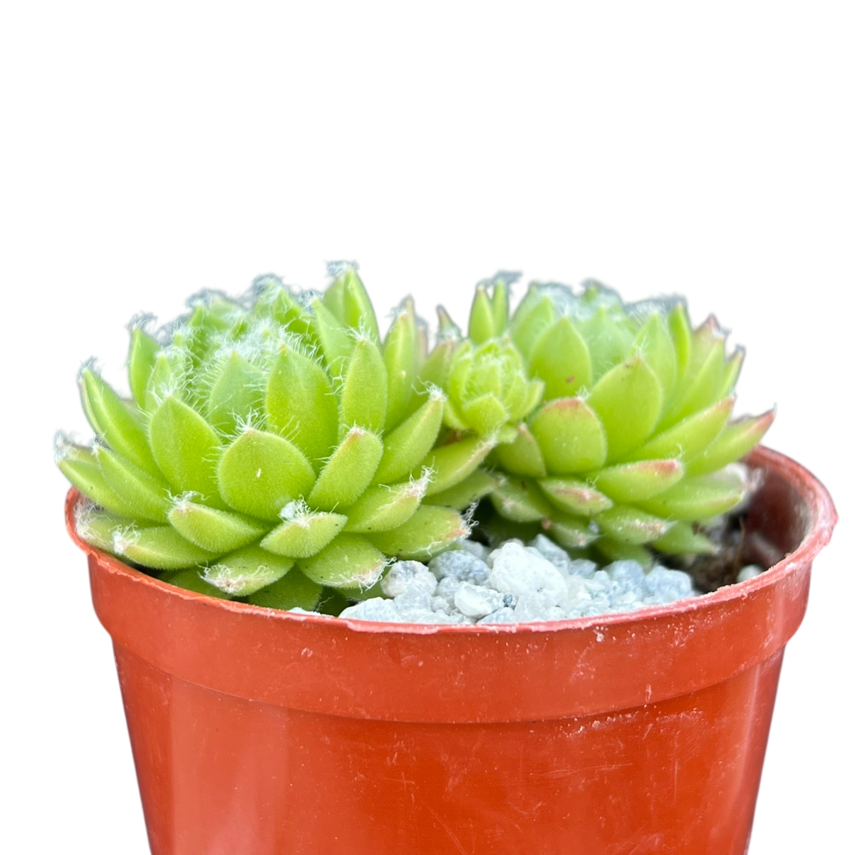 Sempervivum 'Zilver Moon'