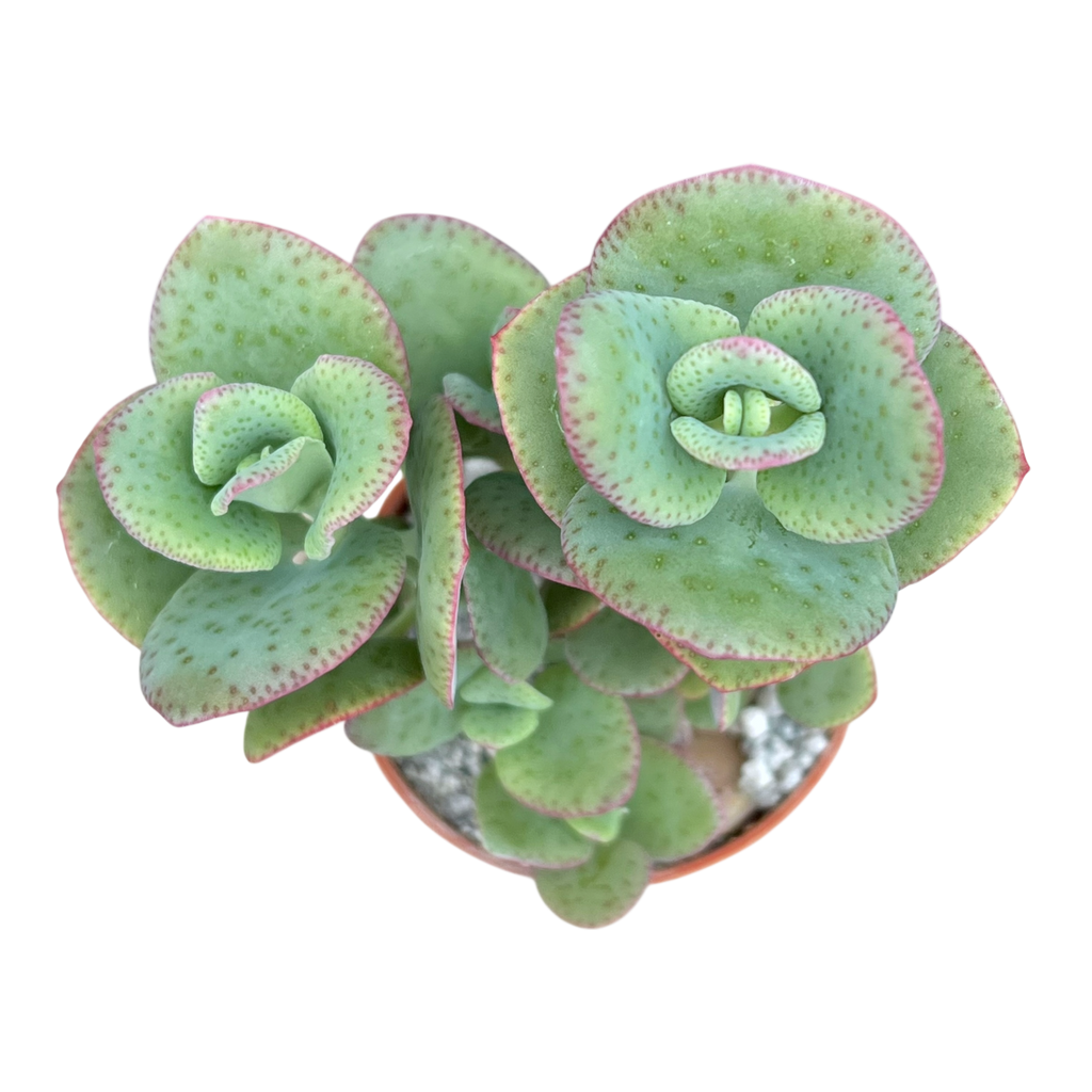 Crassula cordata