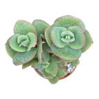 Crassula cordata