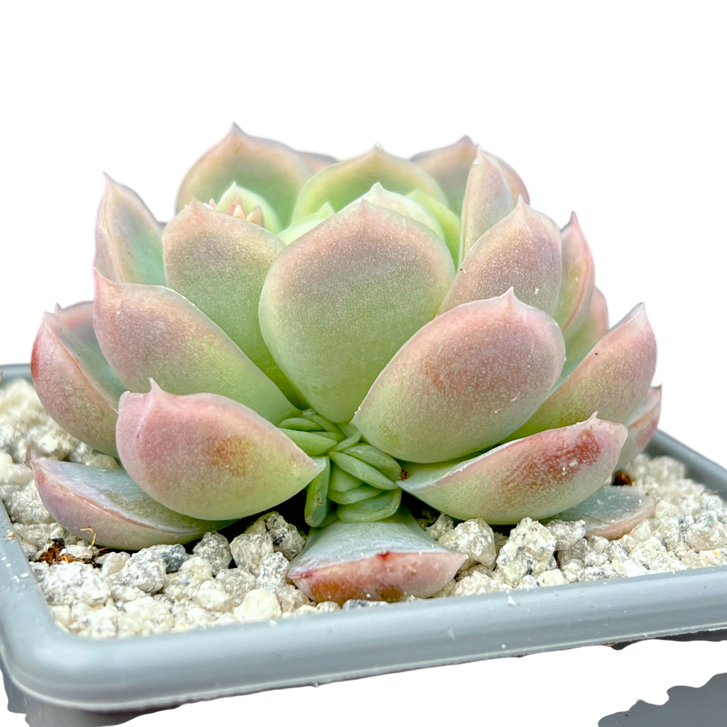 エケベリア・エレガンス