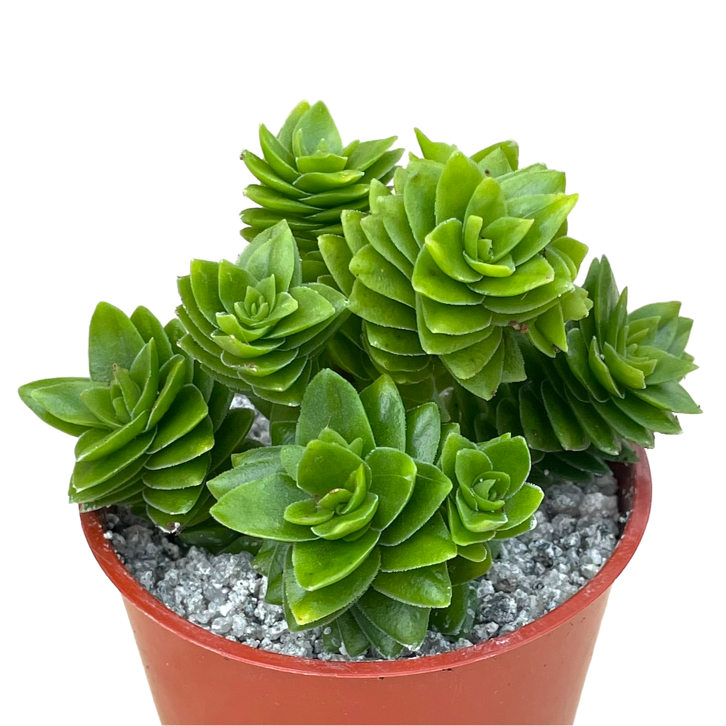 クラッスラ'エスタノール' – Surreal Succulents クラッスラ'エスタノール' – Surreal Succulents