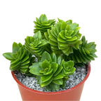 Crassula 'Estagnol'