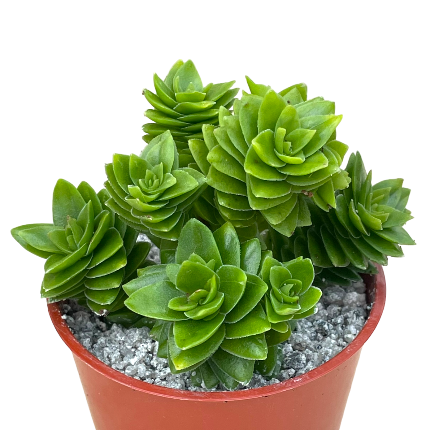 Crassula 'Estagnol'