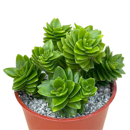 Crassula 'Estagnol'