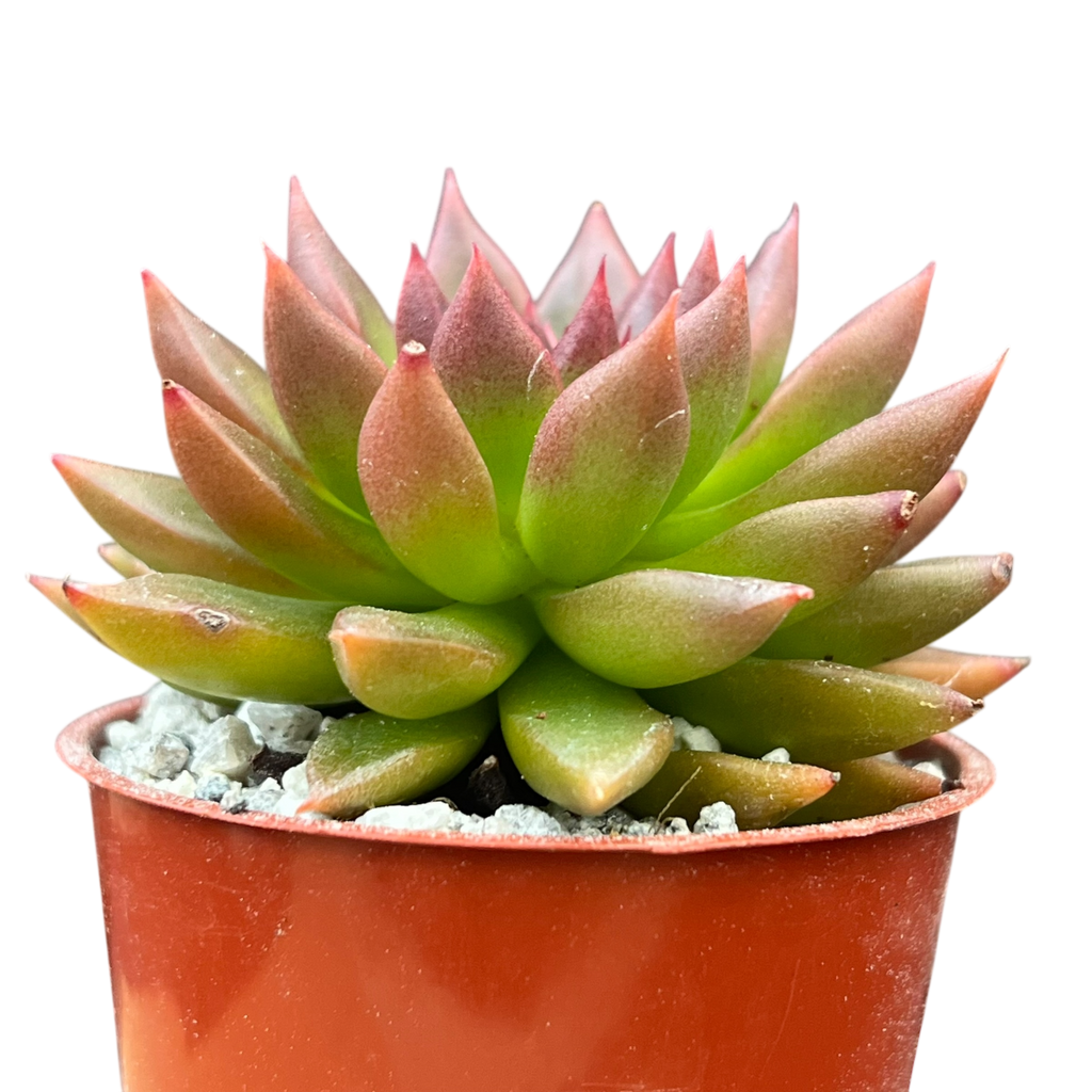 Echeveria 'Zodiac'