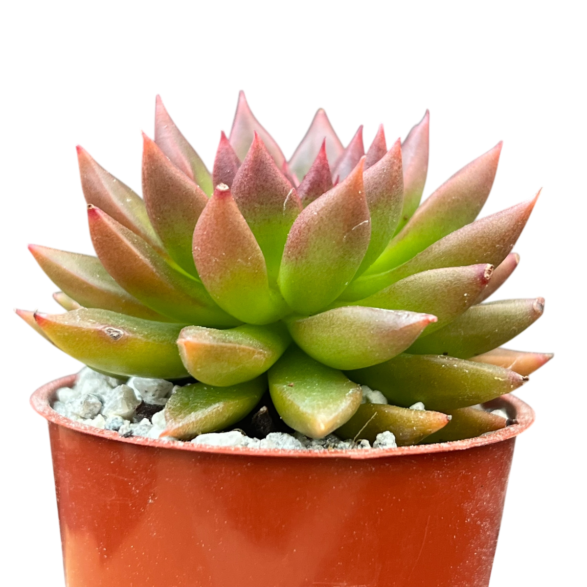 Echeveria 'Zodiac'