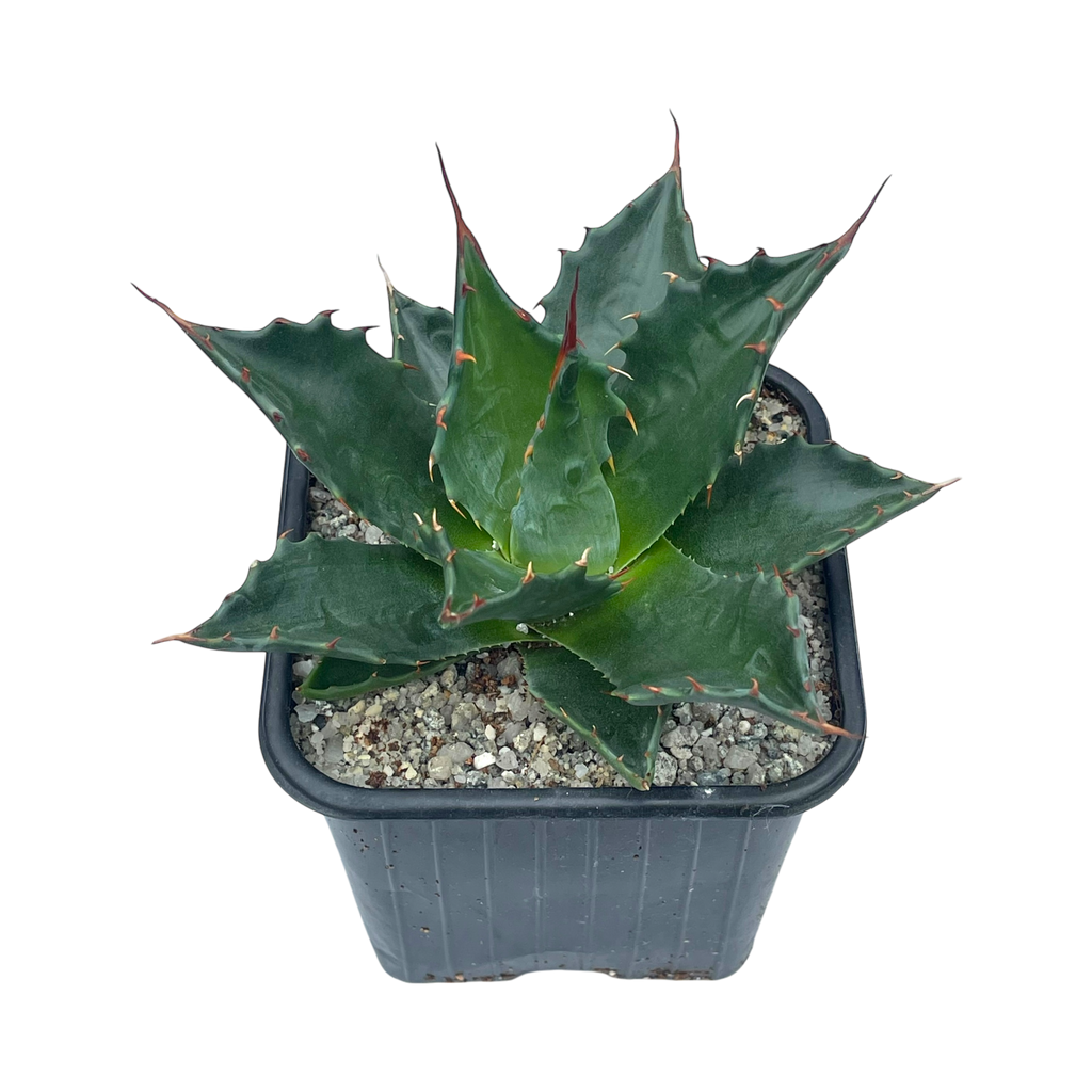 Agave montana