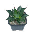 Agave montana