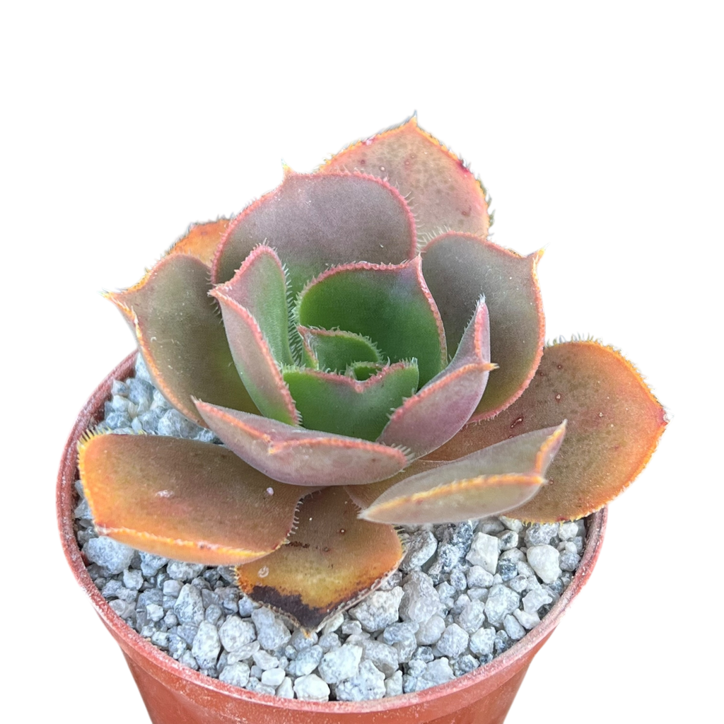 Aeonium valverdense