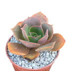 Aeonium valverdense