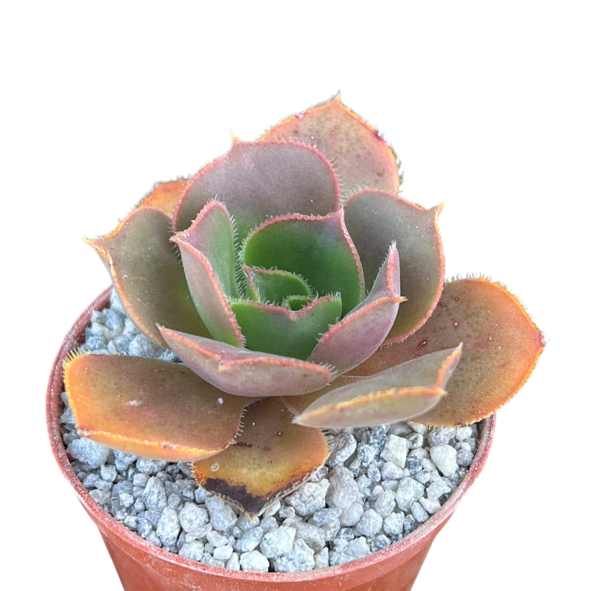 Aeonium valverdense
