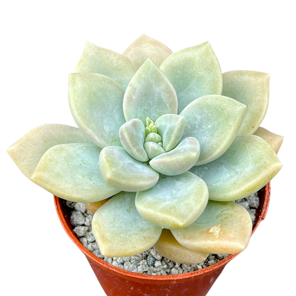 x Graptoveria 'Koala'