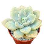 x Graptoveria 'Koala'