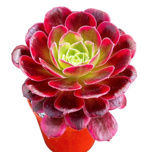 Aeonium 'Halloween' variegata (Form 2)