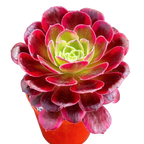 Aeonium 'Halloween' variegata (Form 2)