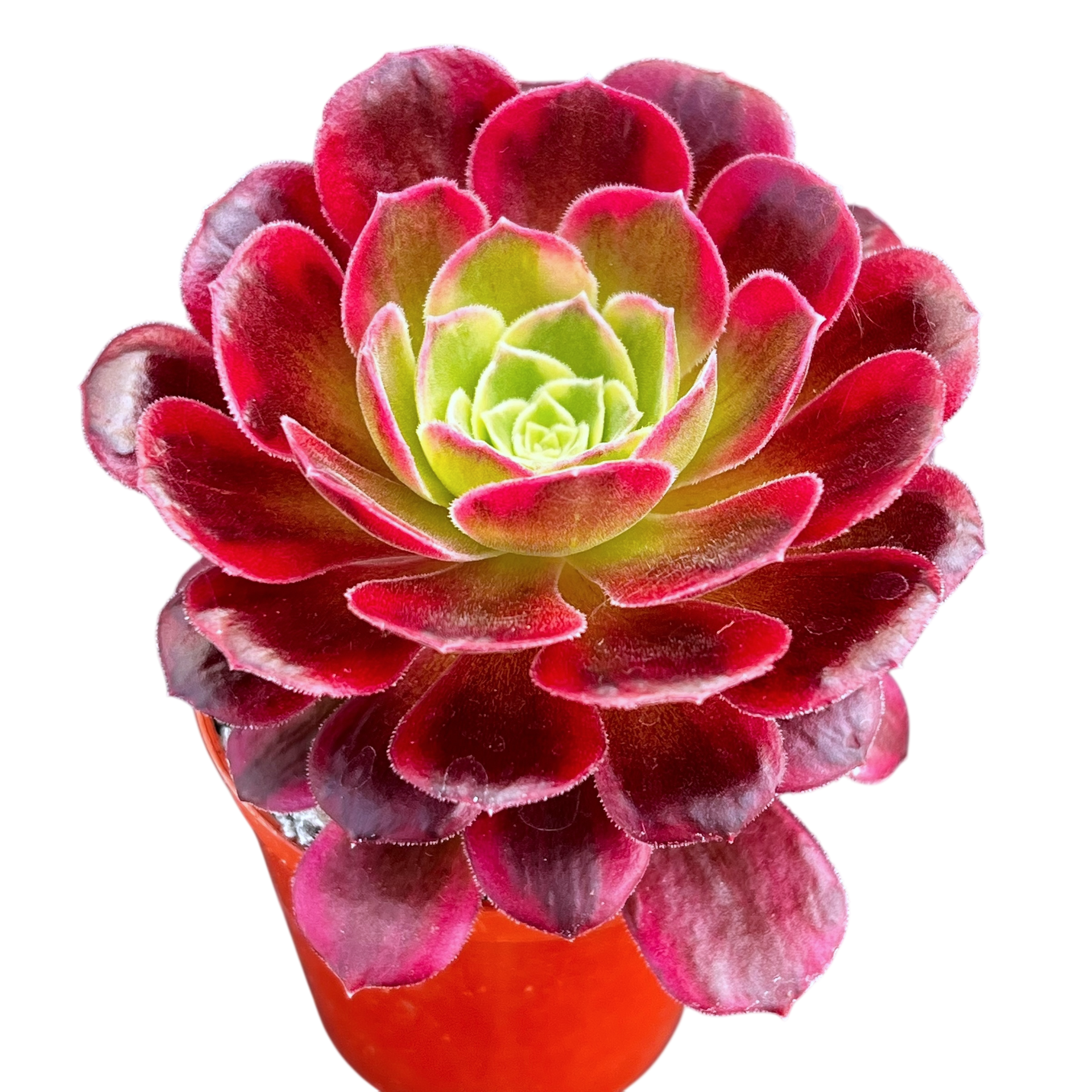 Top【選抜株】多肉植物　263151アエオニウムハロウィン薬錦　8個　鉢無し アエオニウム ハロウィン錦 【多肉植物 3～3.5号】｜ 【植物の