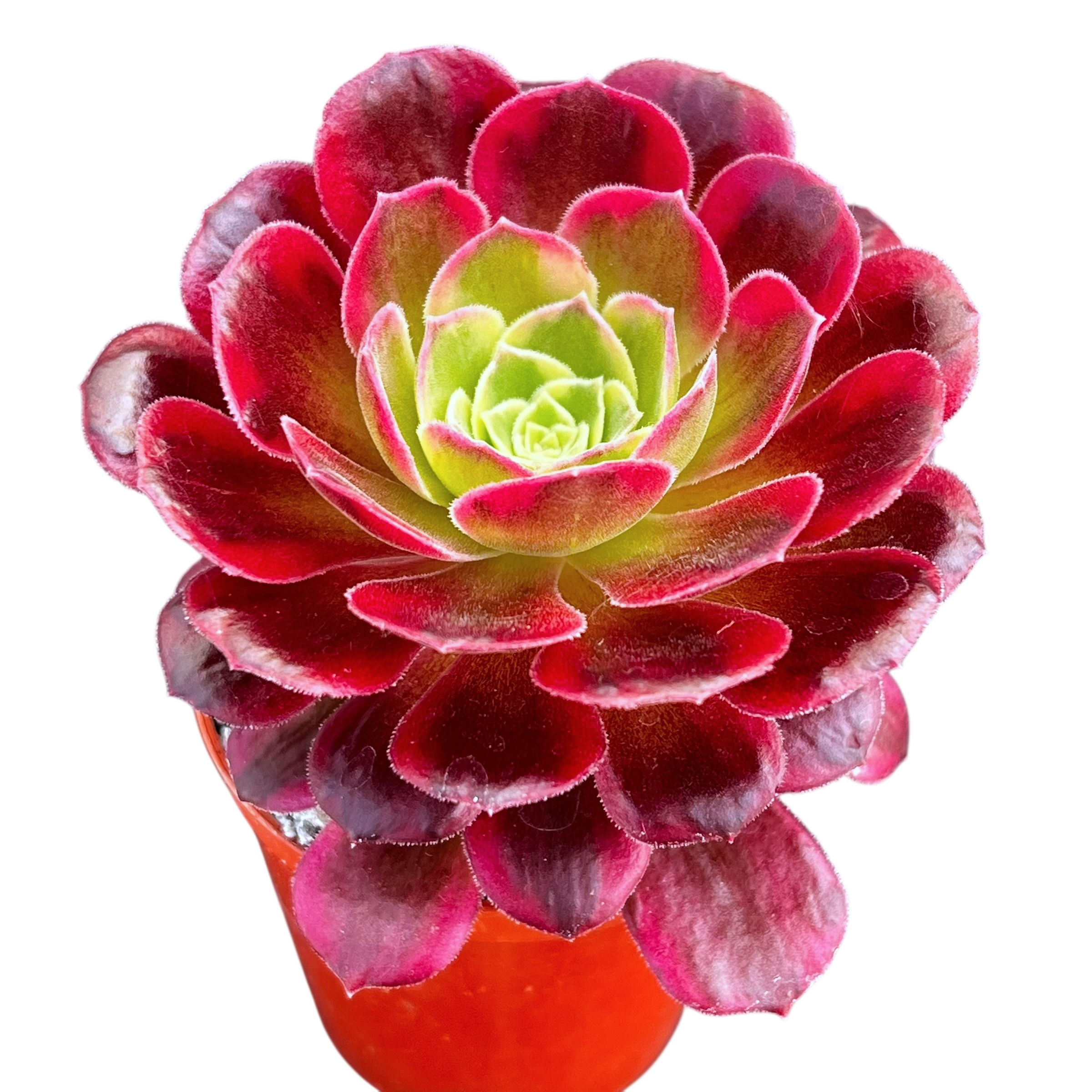 Aeonium 'Halloween' variegata (Form 2)