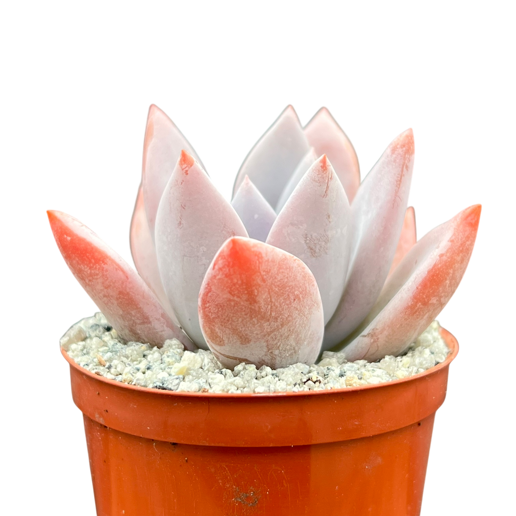 x Pachyveria 'Powder Puff'