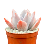 x Pachyveria 'Powder Puff'