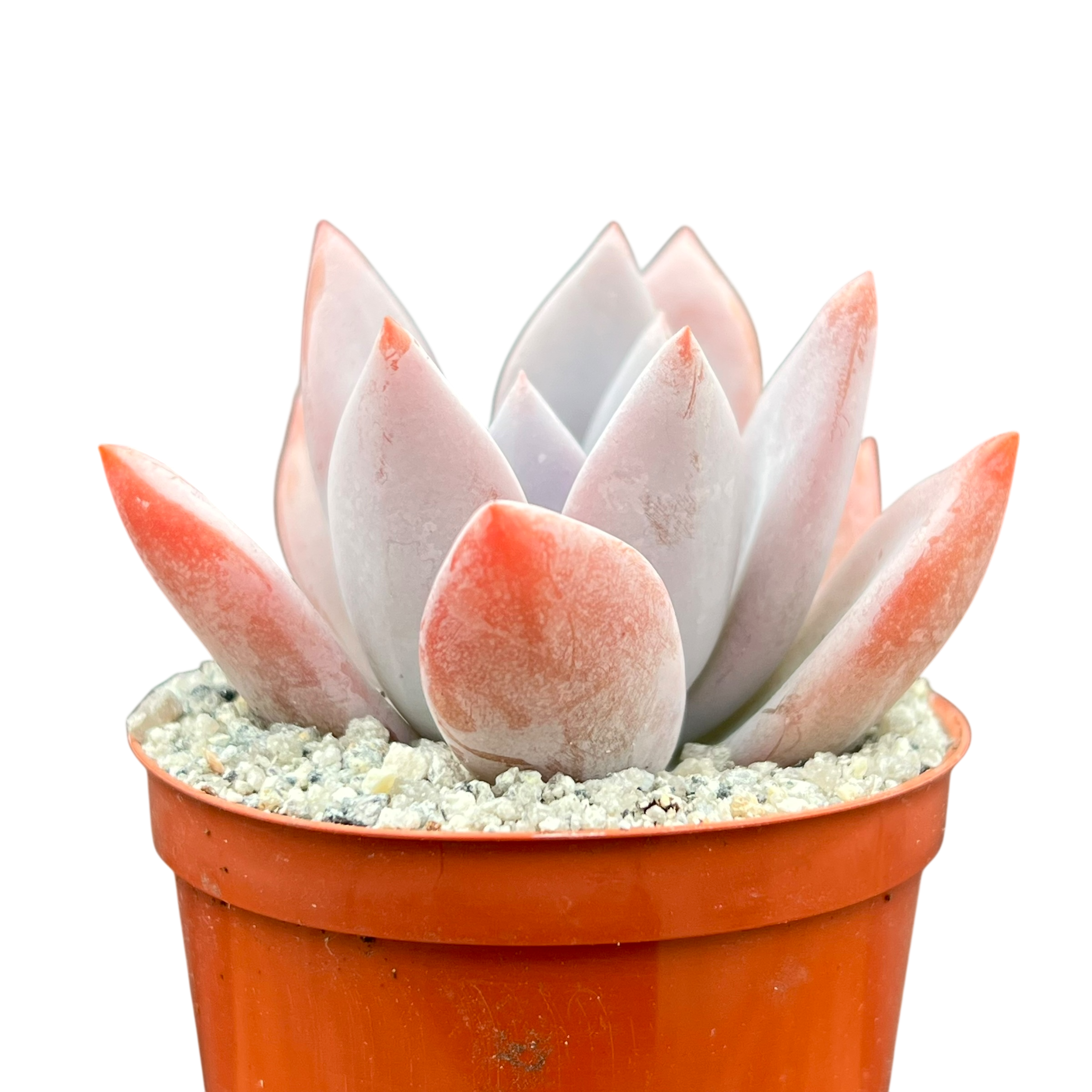 x Pachyveria 'Powder Puff'