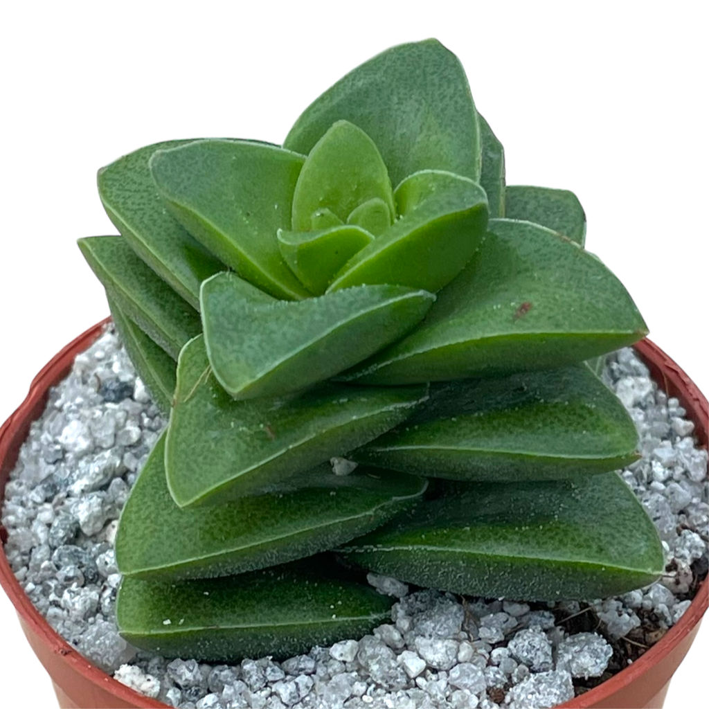 springtime succulent Crassula 'Springtime' – Surreal Succulents