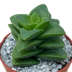 Crassula 'Springtime'