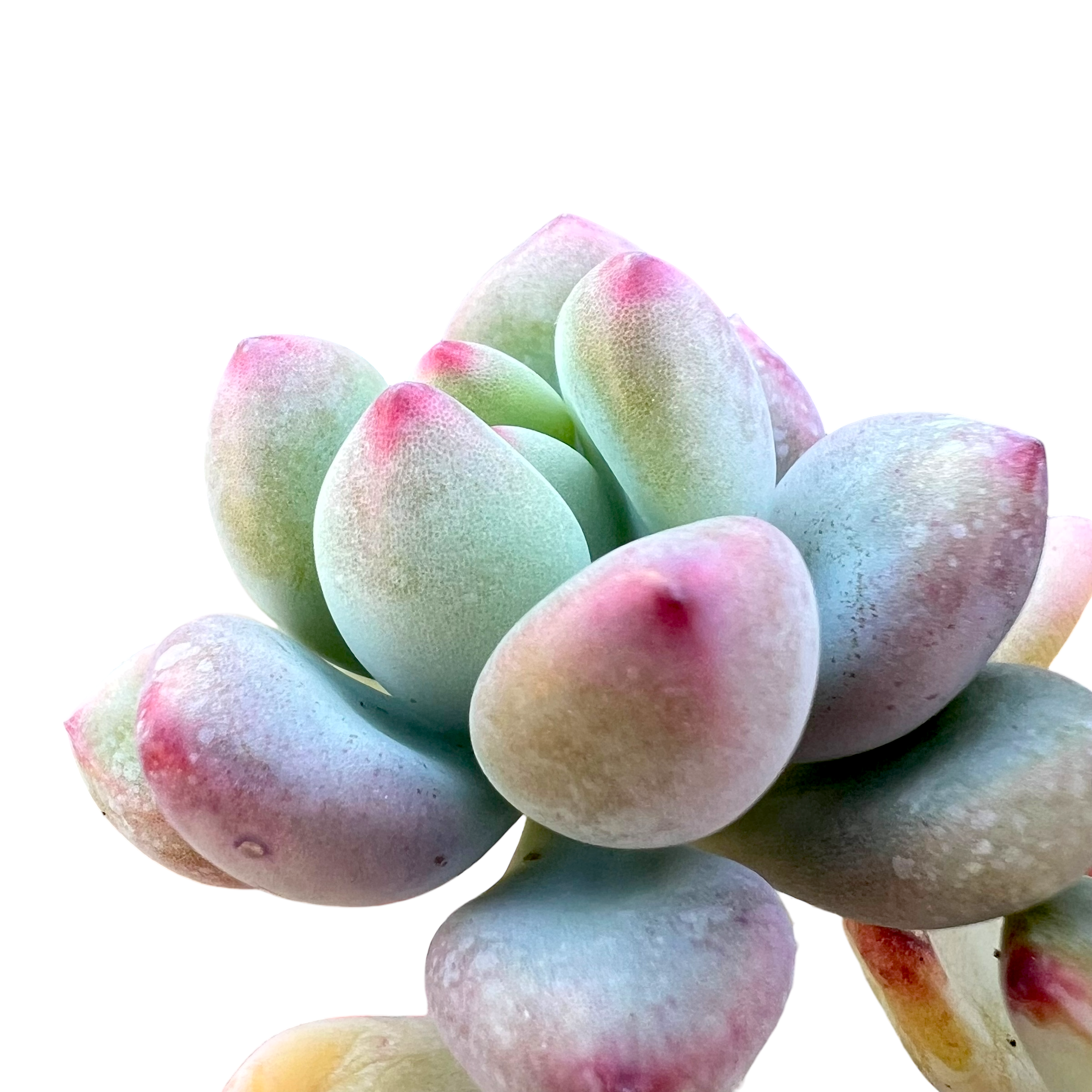 セダム・コンミクストゥム | コミックトム – Surreal Succulents