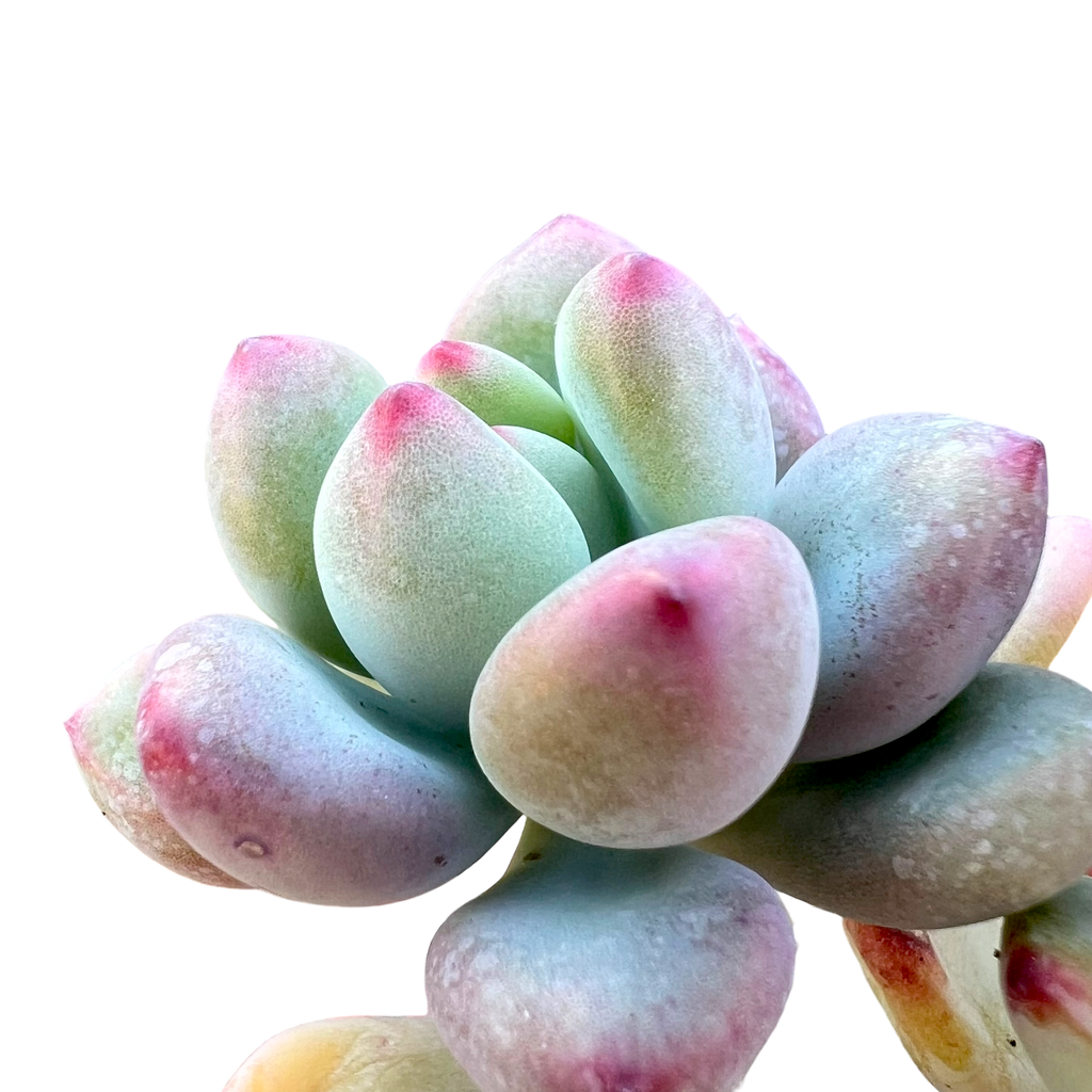 Sedum commixtum | Comic Tom