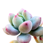 Sedum commixtum | Comic Tom