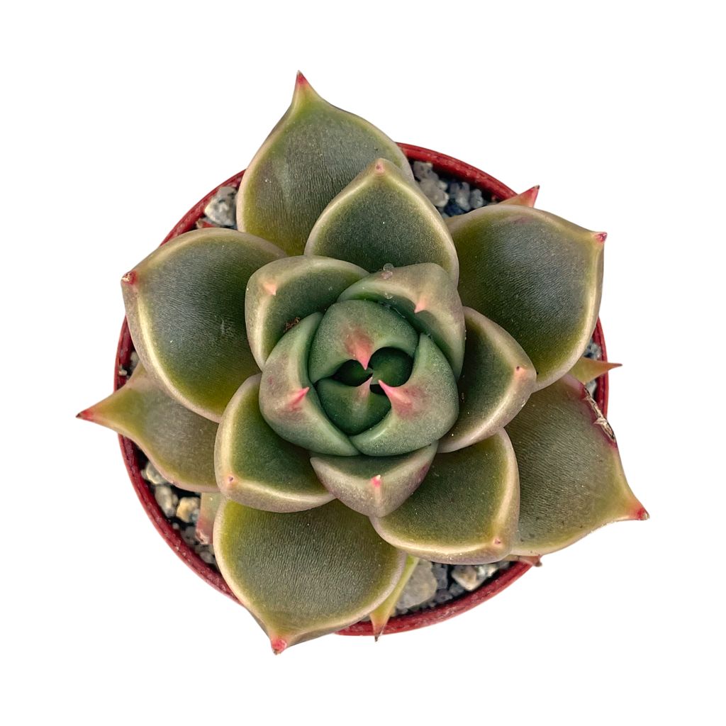 Echeveria 'Crystal Tower'