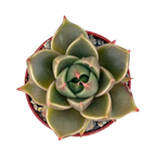 Echeveria 'Crystal Tower'