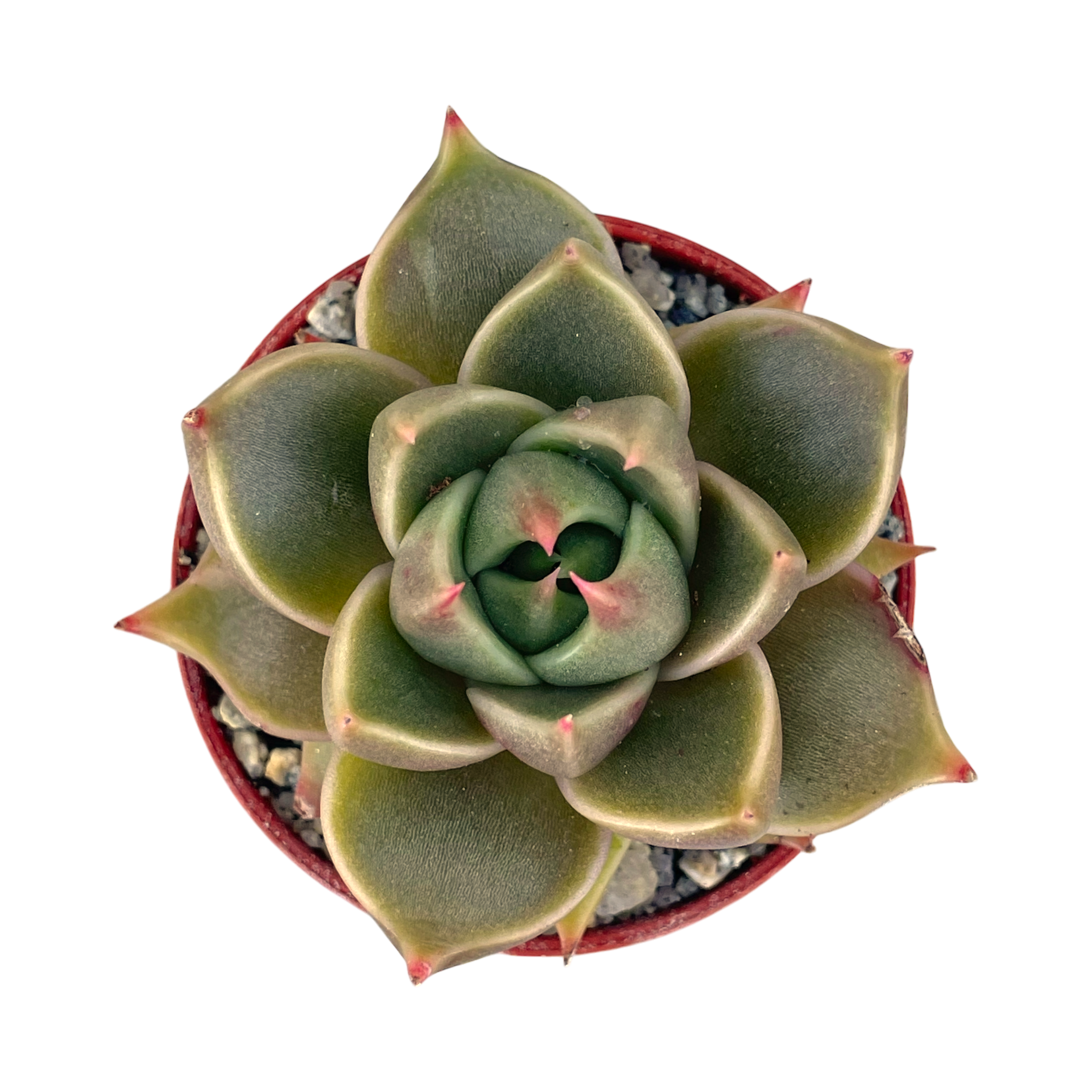 Echeveria 'Crystal Tower'