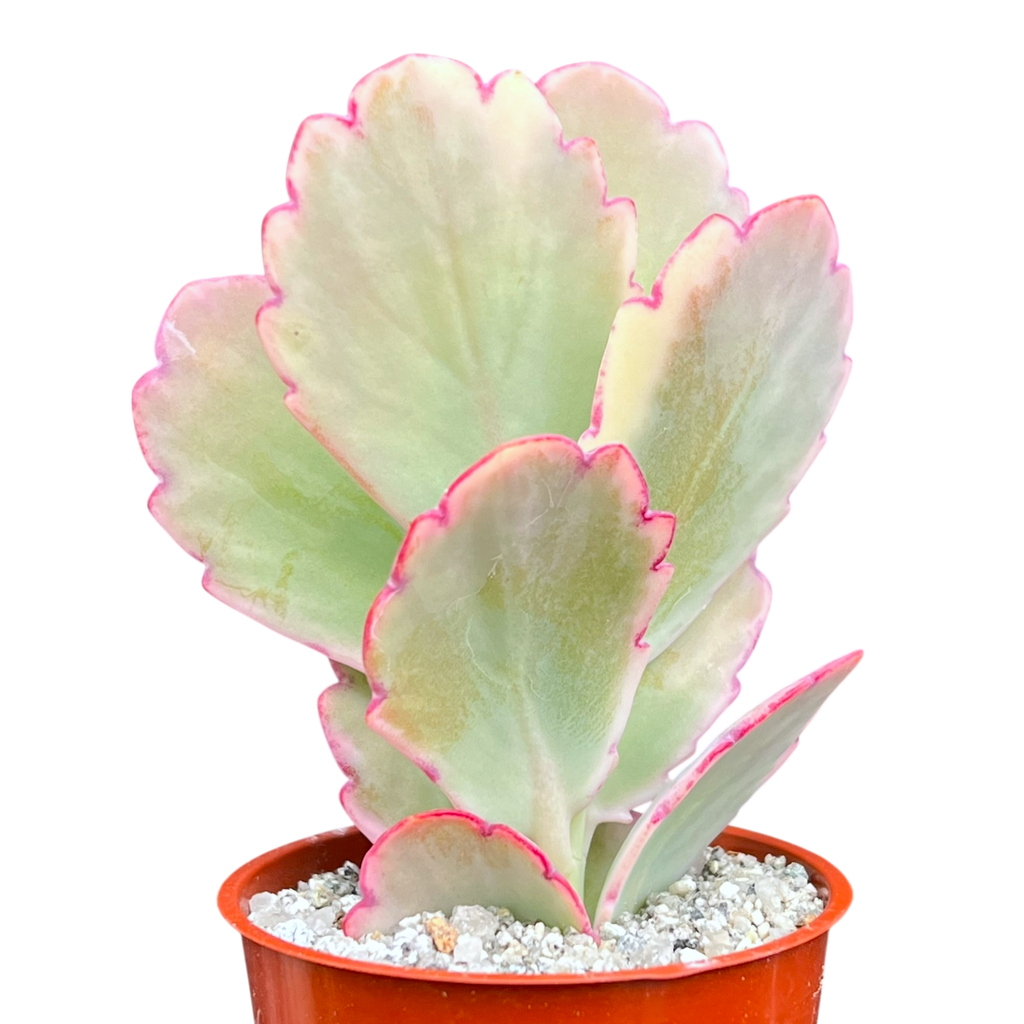 Kalanchoe fedtschenkoi variegata
