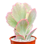 Kalanchoe fedtschenkoi variegata