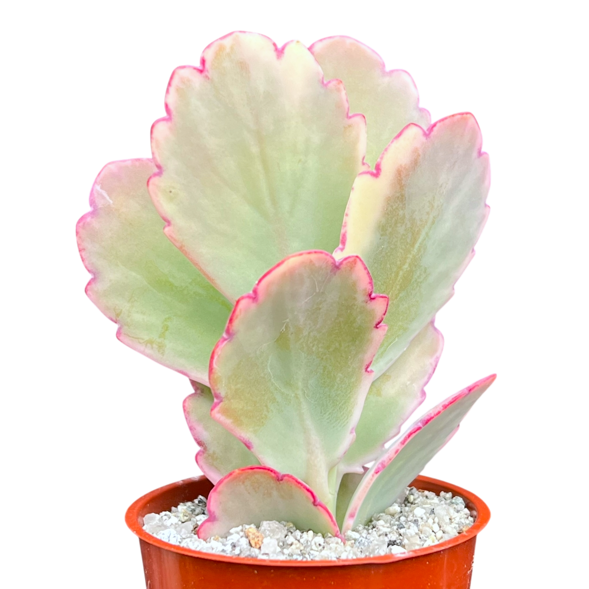 Kalanchoe fedtschenkoi variegata