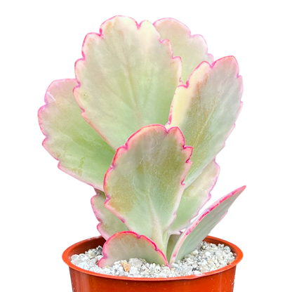 Kalanchoe fedtschenkoi variegata