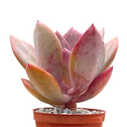 x Pachyveria 'Empress'