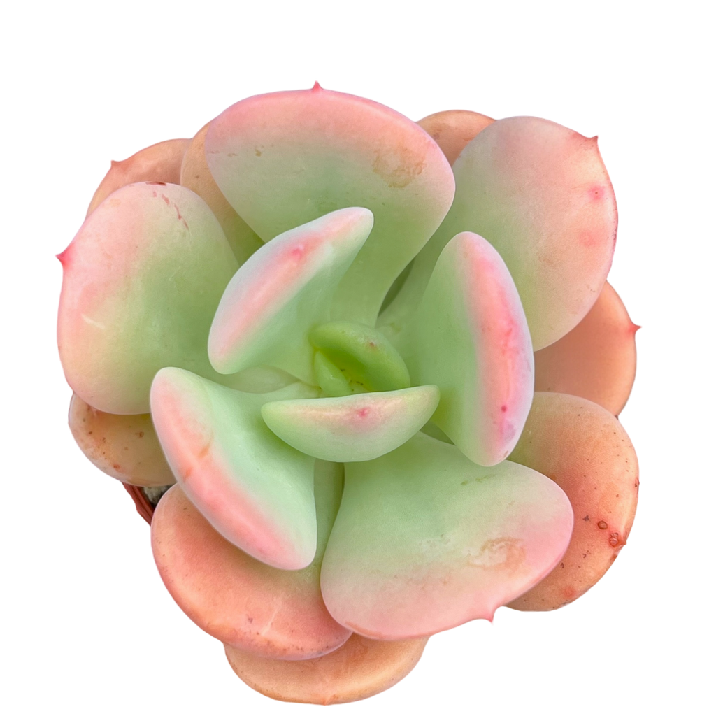 Echeveria 'Venus'