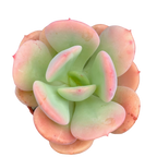 Echeveria 'Venus'