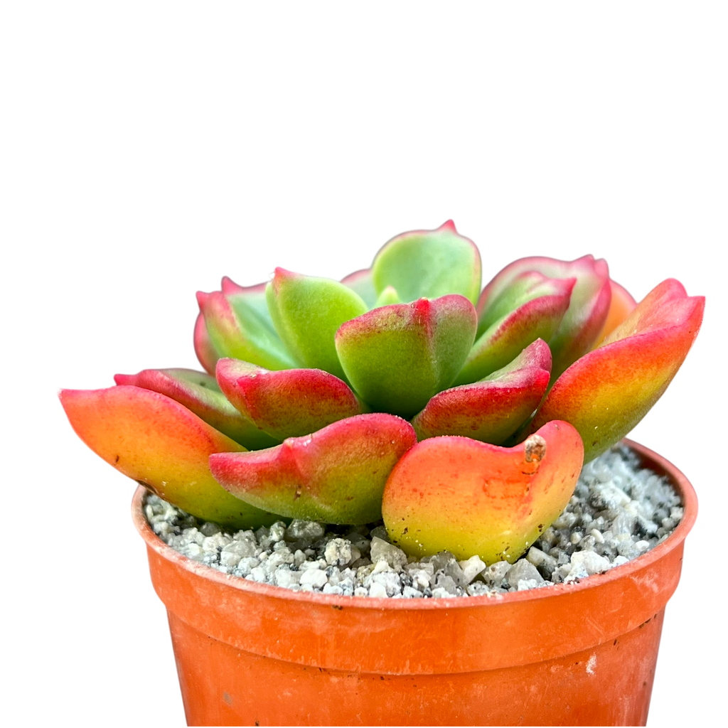 x Sedeveria 'Ar Mor Glaz'