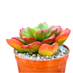 x Sedeveria 'Ar Mor Glaz'