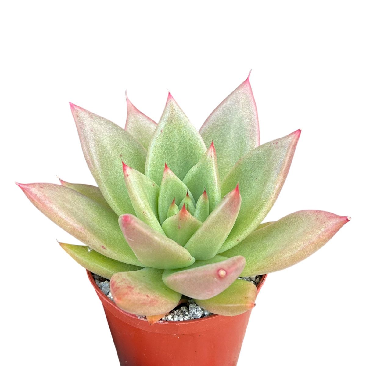 Echeveria agavoides 'New Earth'